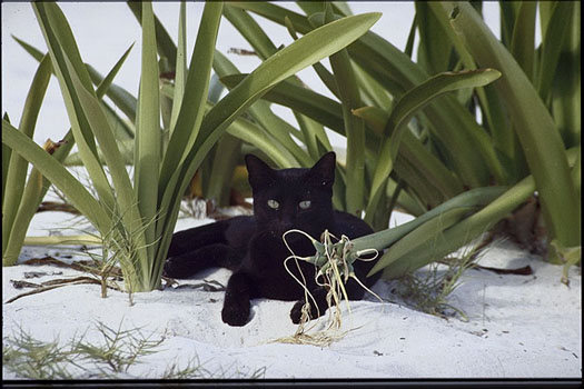 Playa del Carmen: Chat Noir