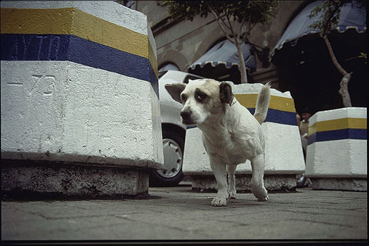 Perro de Mexico